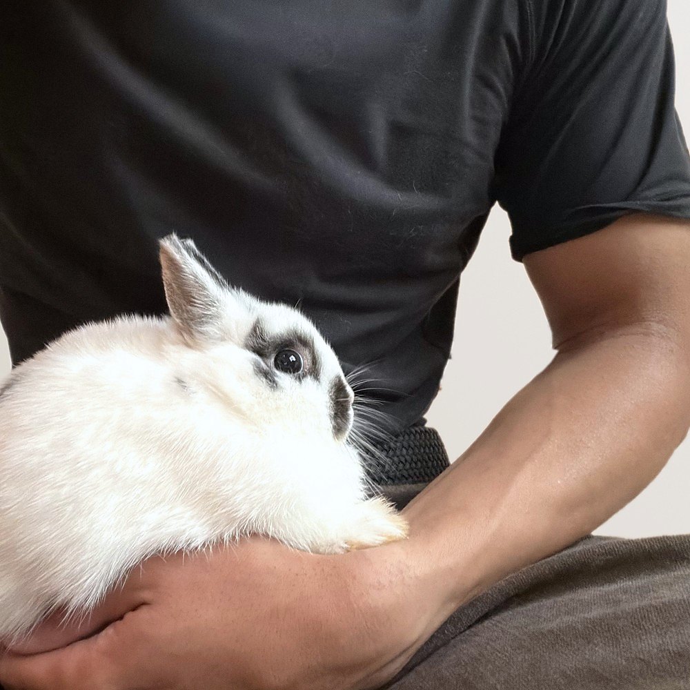 A white Netherland Dwarf with black around its eyes sitting calmly on William's lap, his hand under it