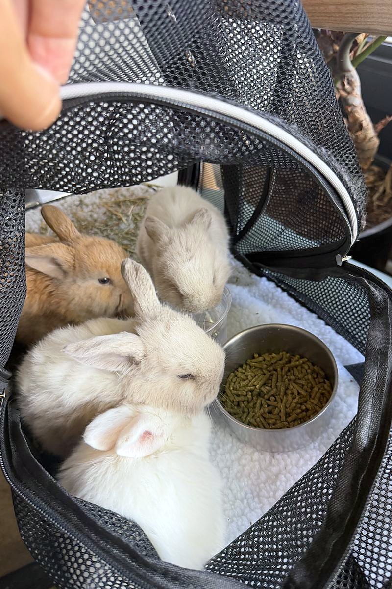 Three young rabbits inside a mesh travel carrier with a bowl of pellets and fresh hay