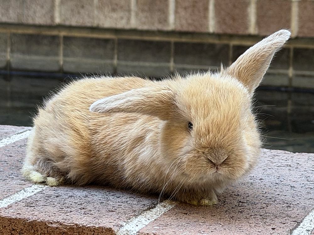 Butterscotch, a fawn Holland Lop cross