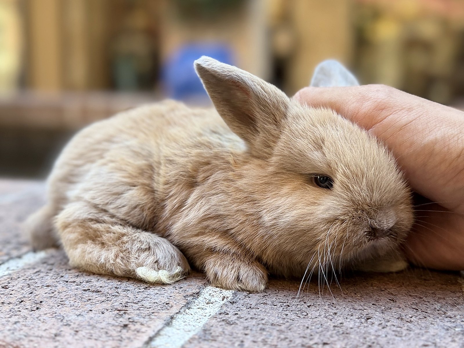 Honey, a fawn Holland Lop cross