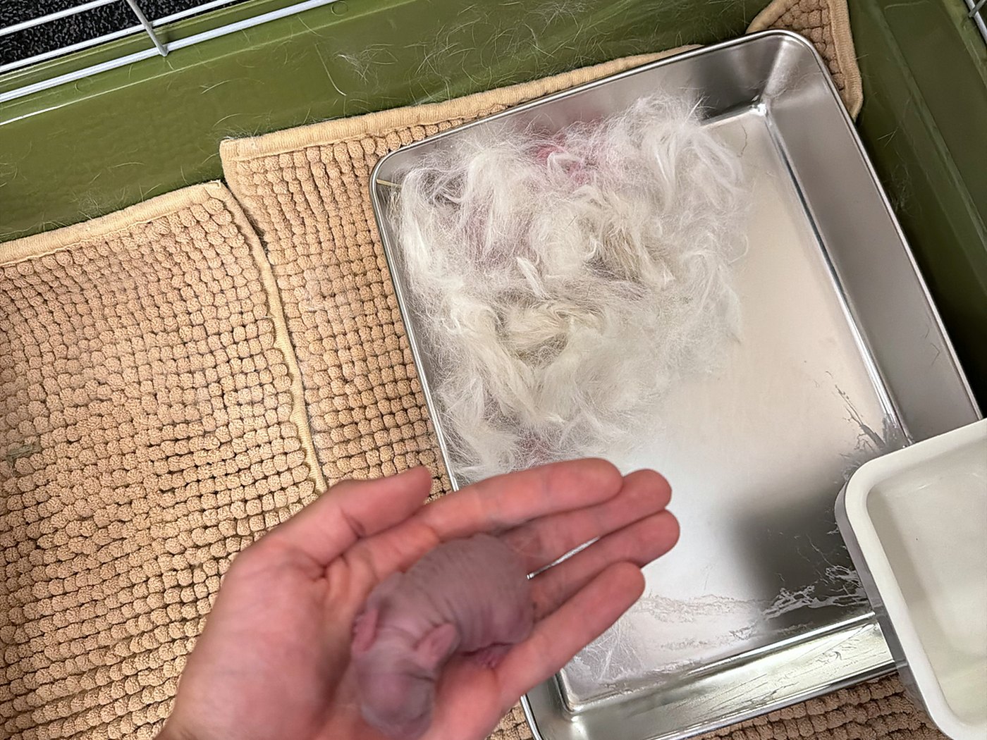 A newborn kit in William's hand above a metal tray lined with pulled fur, inside a green cage