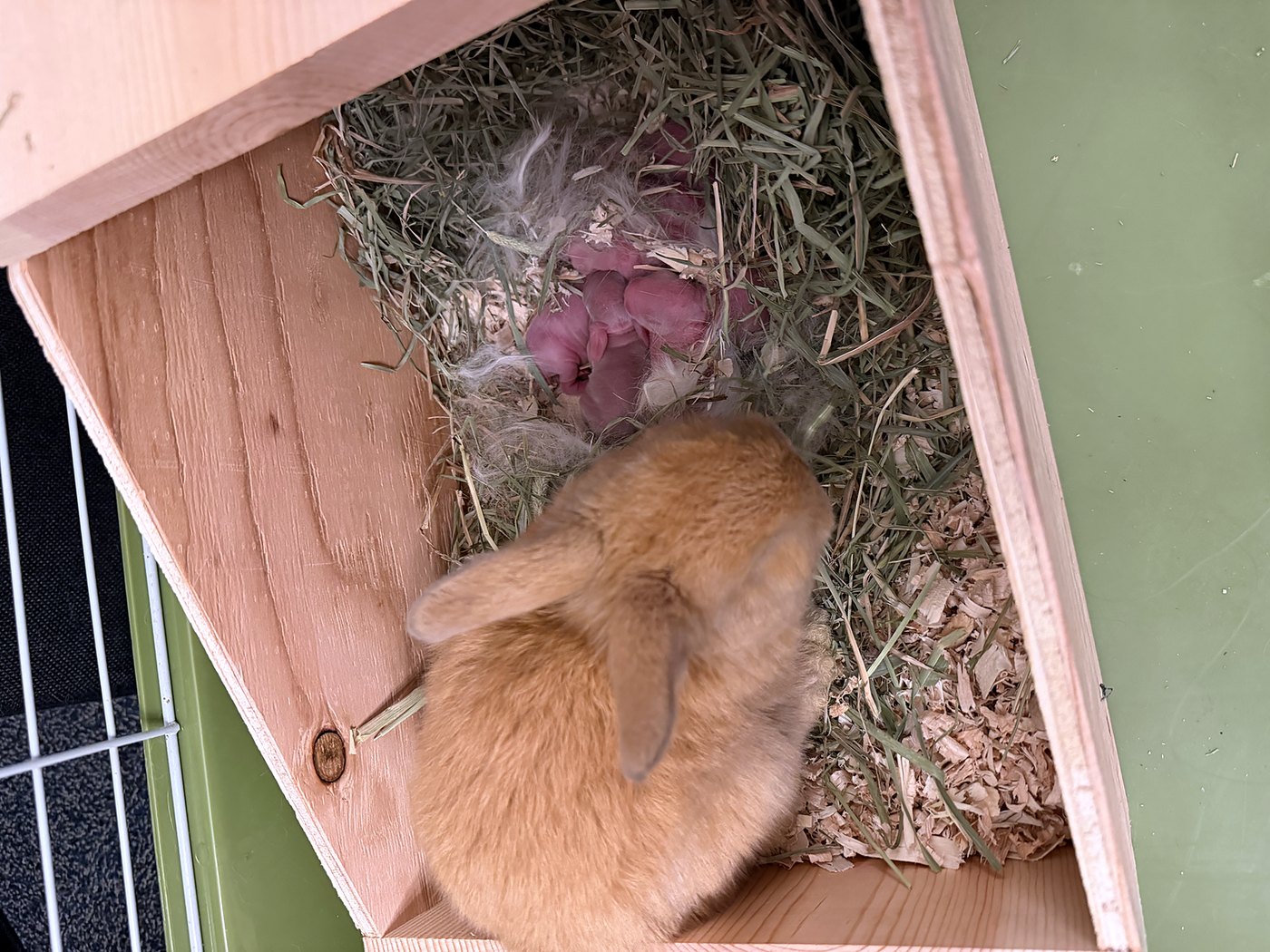 Newborn kits curled together in a hay and fur nest box, with a month-old fawn rabbit from the previous litter beside them
