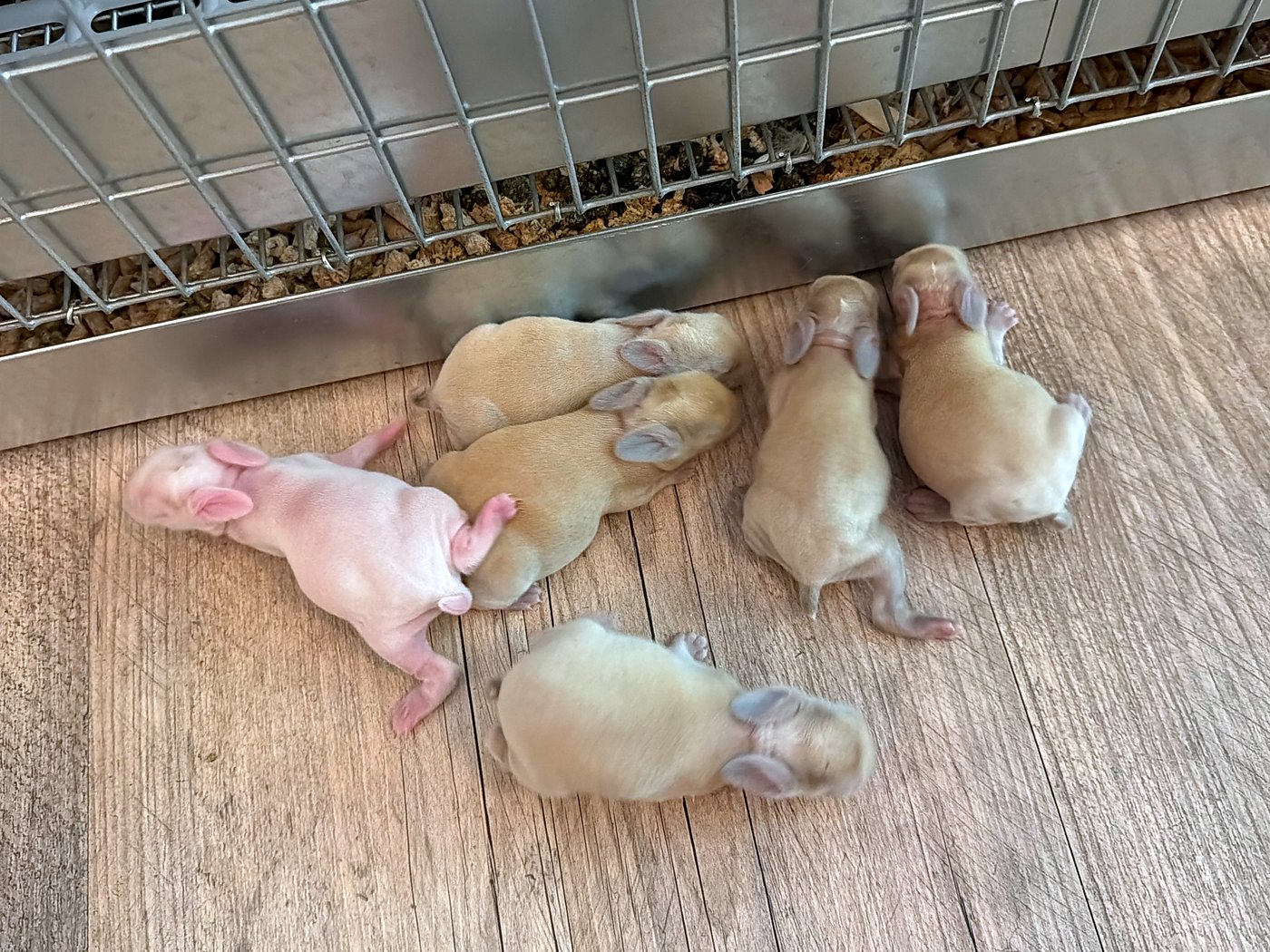 Six six-day-old kits on the floor beside the cage, one white and five fawn