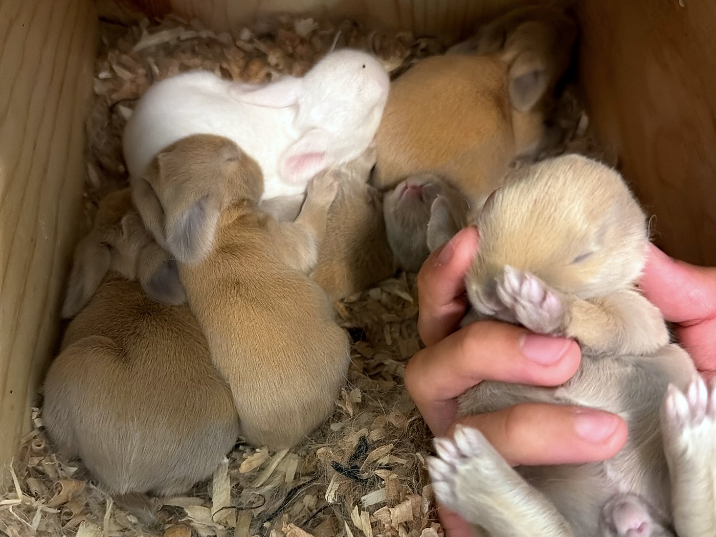 Six ten-day-old kits in the nest box, one white and five fawn, one held in a hand