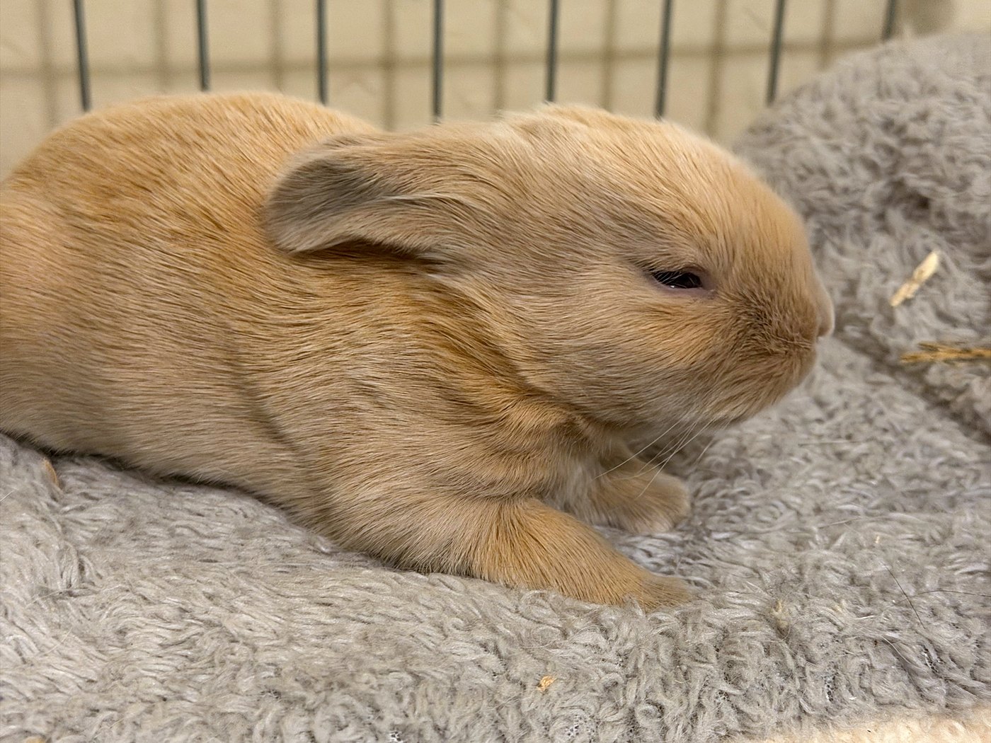 A twelve-day-old fawn kit lying on a grey towel in the cage, its eye open