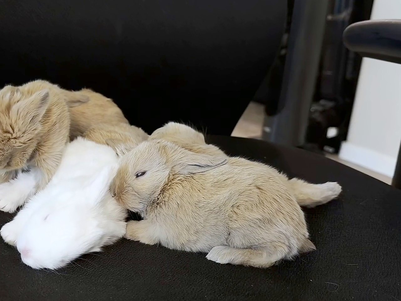 Fifteen-day-old kits, fawn and white, curled up together on a black chair