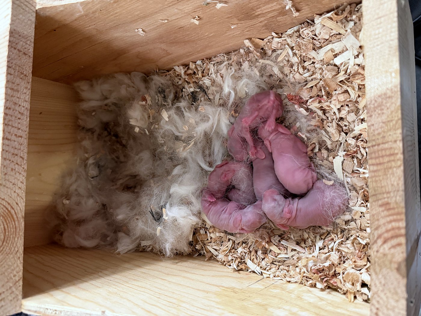 Six newborn kits curled together in a wooden nest box lined with wood shavings and pulled fur