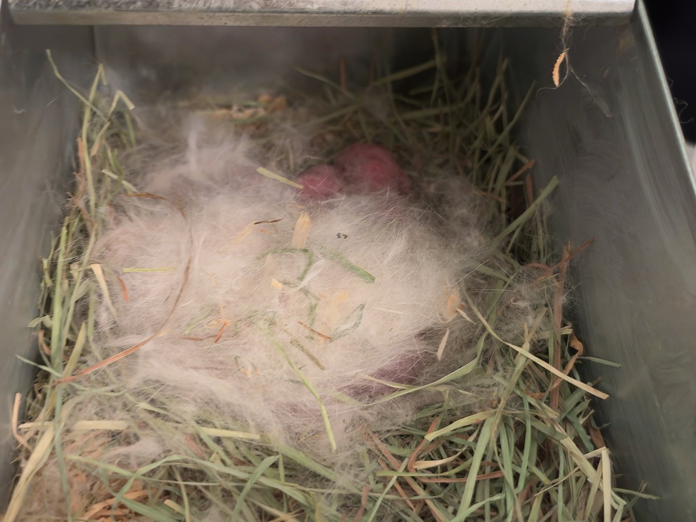 The nest box on the day they were born: hay, and a mound of pulled fur with two newborn kits showing through it
