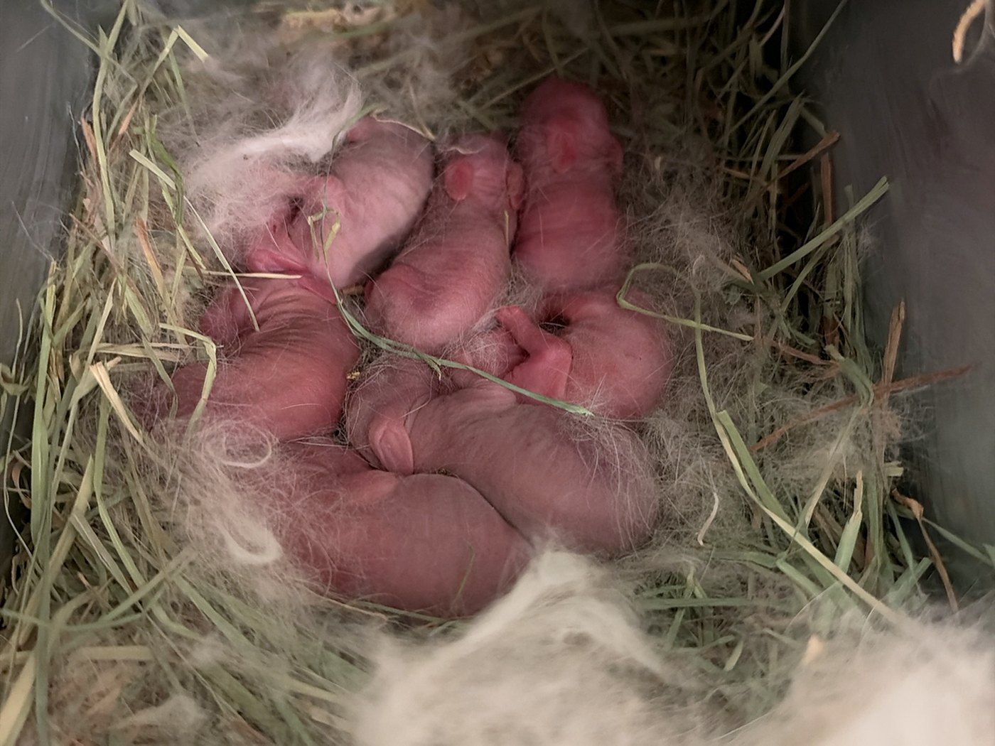 Seven newborn kits curled together in a metal nest box on hay, with pulled fur around them